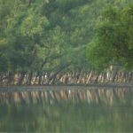 Sundarbans at a Glance: The World’s Largest Mangrove Forest and Bangladesh’s Ultimate Nature Destination